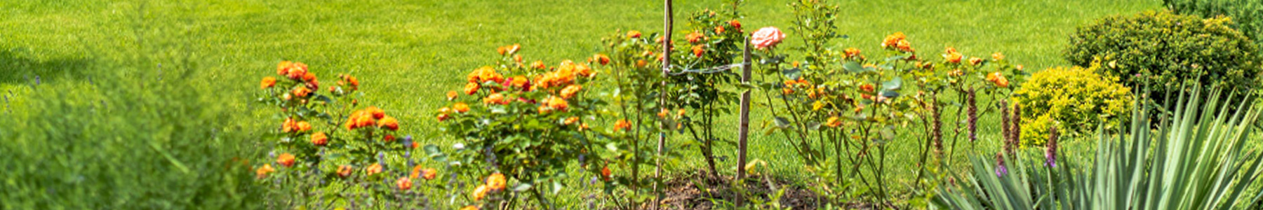 Nebulizzazione acqua giardino